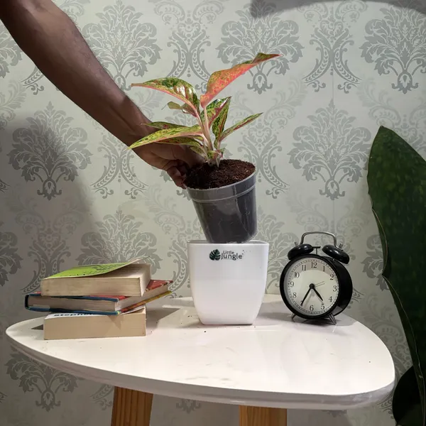 Aglaonema_Rotundum_Red,_With_White_Decor_Pot