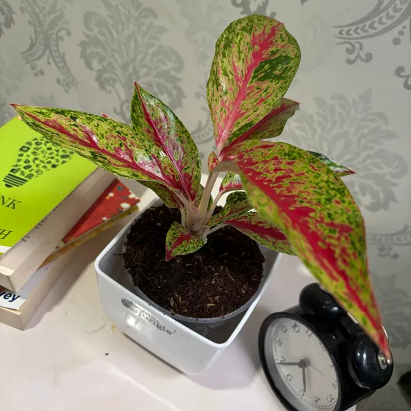 Aglaonema_Rotundum_Red,_With_White_Decor_Pot