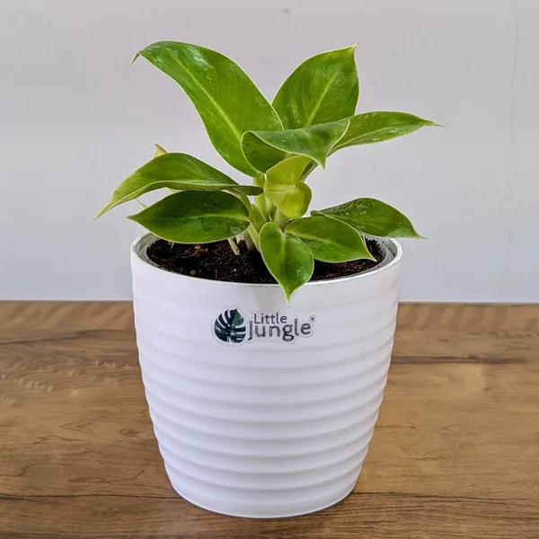 Philodendron_Moonlight,_With_White_Decor_Pot