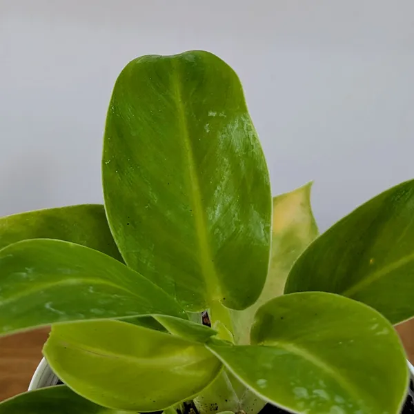 Philodendron_Moonlight,_With_White_Decor_Pot