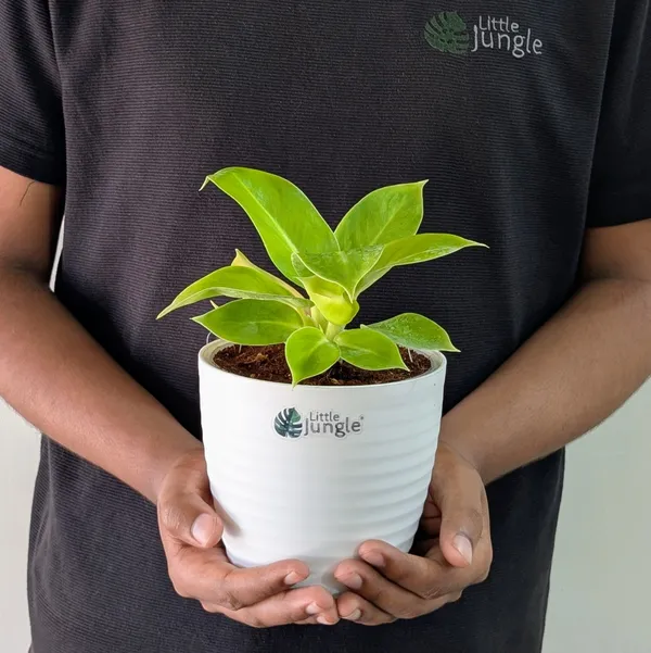 Philodendron_Moonlight,_With_White_Decor_Pot