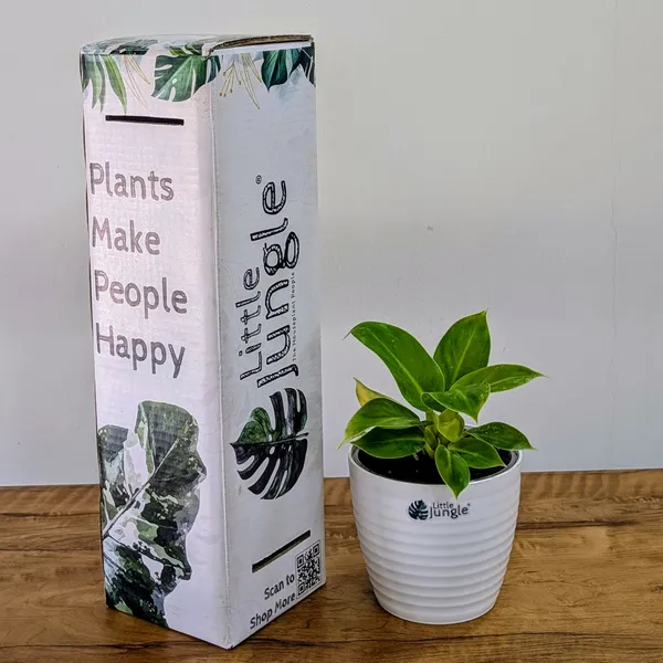 Philodendron_Moonlight,_With_White_Decor_Pot