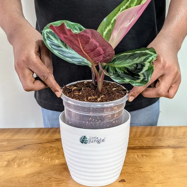 Calathea_Medallion,_With_White_Decor_Pot