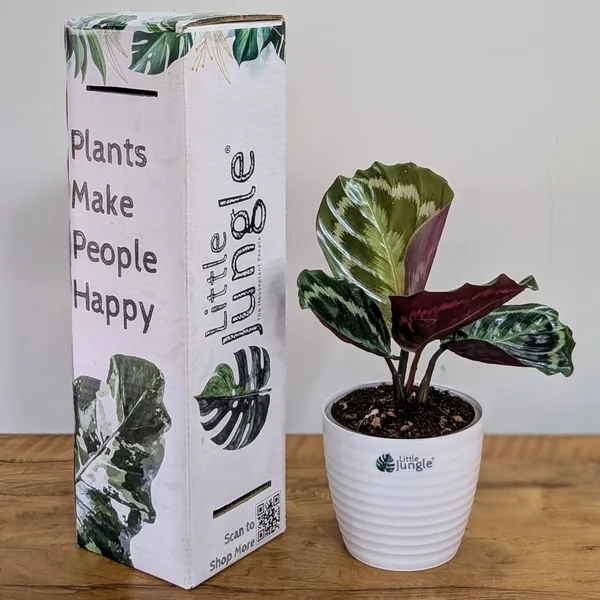 Calathea_Medallion,_With_White_Decor_Pot