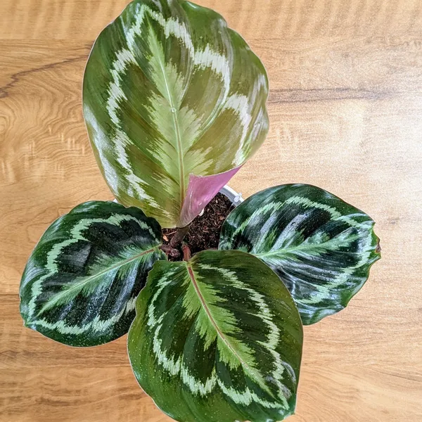 Calathea_Medallion,_With_White_Decor_Pot