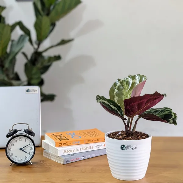 Calathea_Medallion,_With_White_Decor_Pot