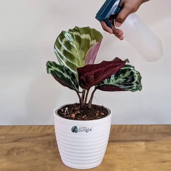 Calathea_Medallion,_With_White_Decor_Pot