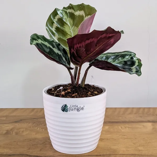 Calathea_Medallion,_With_White_Decor_Pot
