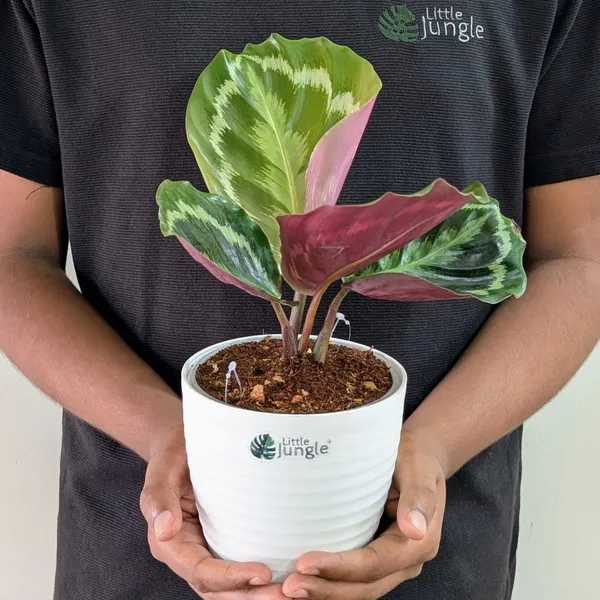 Calathea_Medallion,_With_White_Decor_Pot