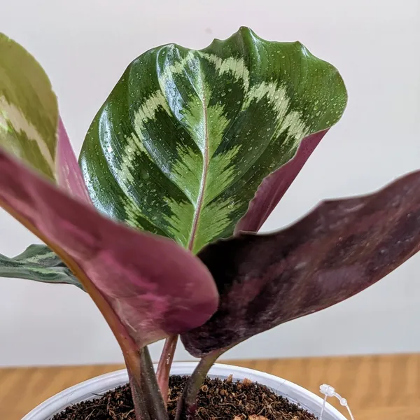 Calathea_Medallion,_With_White_Decor_Pot