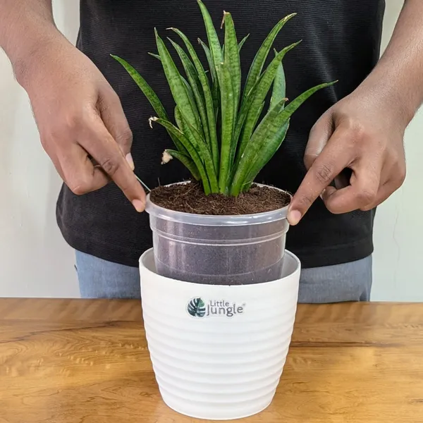 Sansevieria_Silver_Princess,_With_White_Decor_Pot