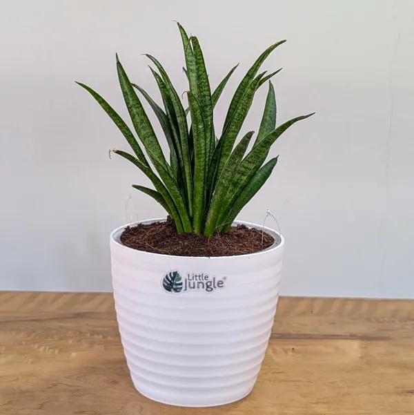 Sansevieria_Silver_Princess,_With_White_Decor_Pot