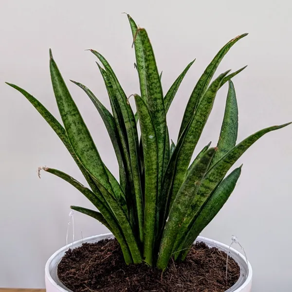 Sansevieria_Silver_Princess,_With_White_Decor_Pot