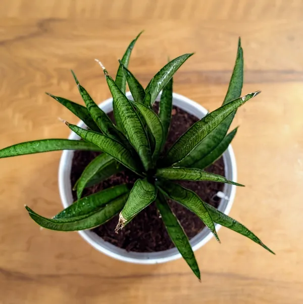 Sansevieria_Silver_Princess,_With_White_Decor_Pot