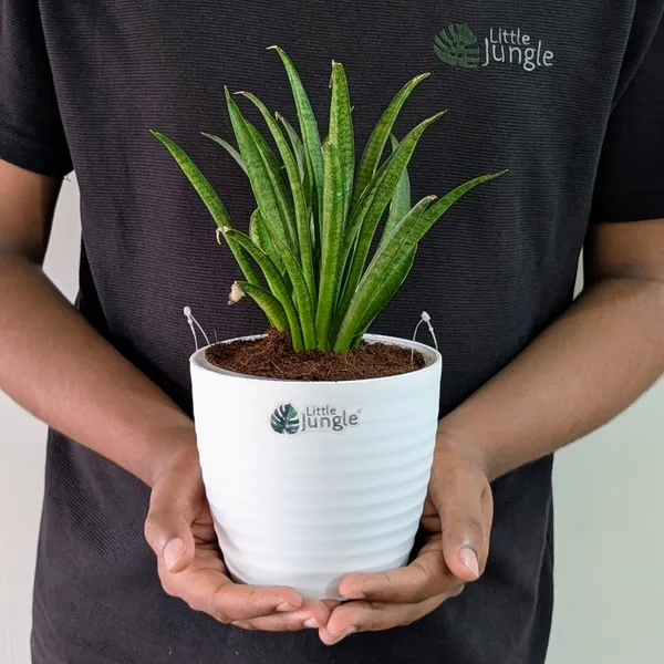 Sansevieria_Silver_Princess,_With_White_Decor_Pot