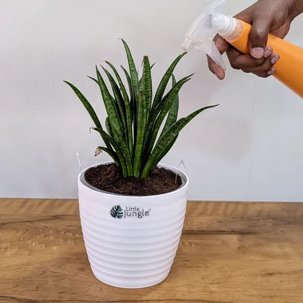Sansevieria_Silver_Princess,_With_White_Decor_Pot