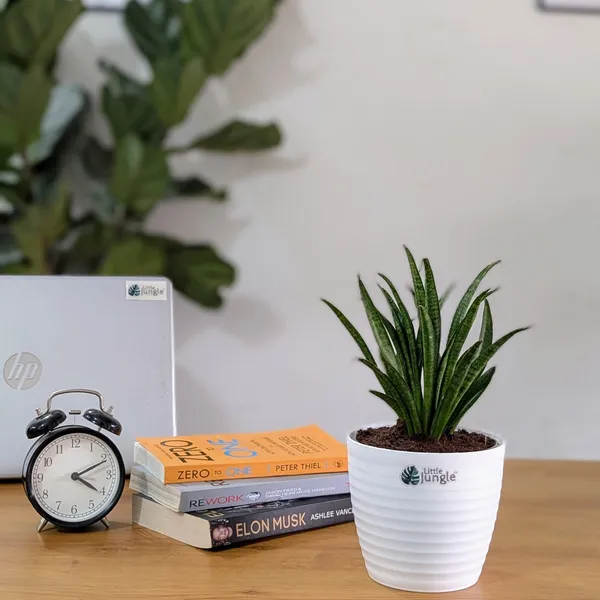 Sansevieria_Silver_Princess,_With_White_Decor_Pot