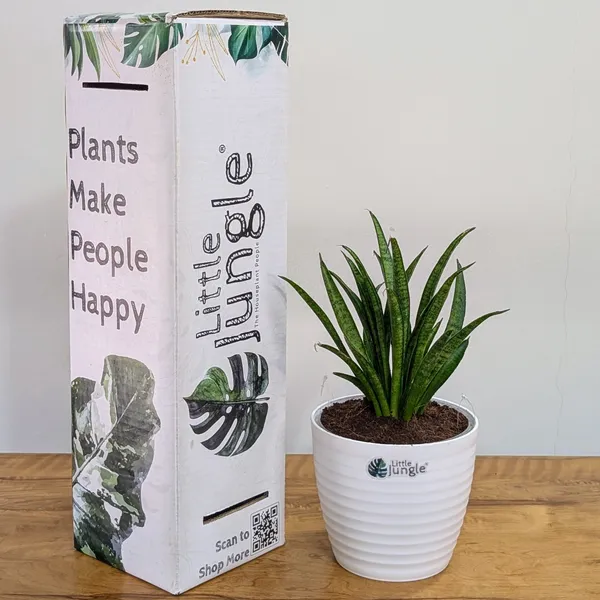 Sansevieria_Silver_Princess,_With_White_Decor_Pot