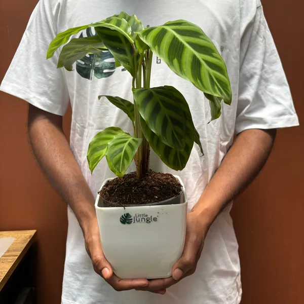 Calathea_Goeppertia_Zebrina,_With_White_Decor_Pot