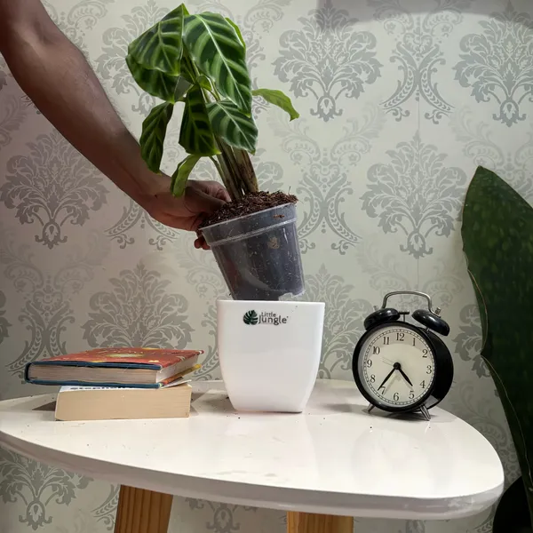 Calathea_Goeppertia_Zebrina,_With_White_Decor_Pot