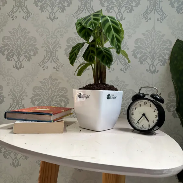 Calathea_Goeppertia_Zebrina,_With_White_Decor_Pot