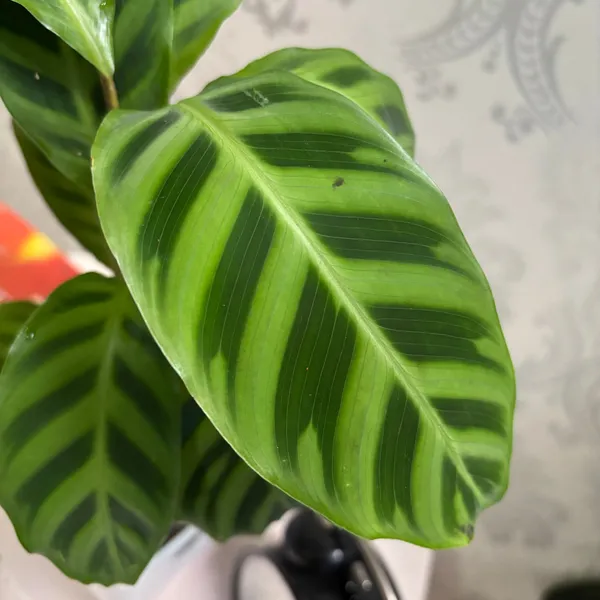 Calathea_Goeppertia_Zebrina,_With_White_Decor_Pot
