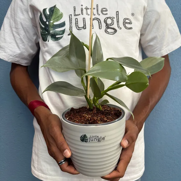 Philodendron_Hastum_Silver,_With_White_Decor_Pot
