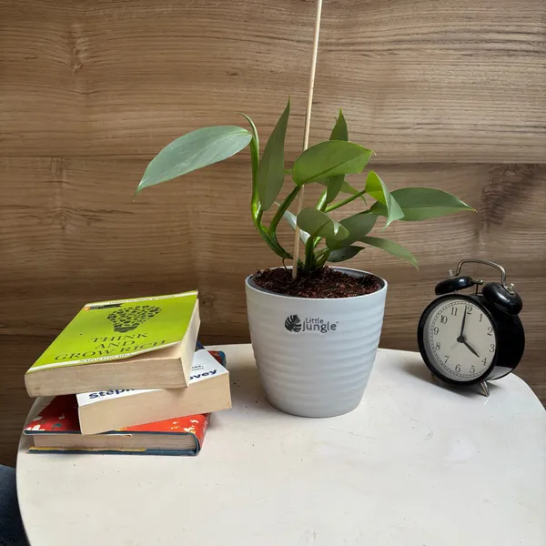 Philodendron_Hastum_Silver,_With_White_Decor_Pot