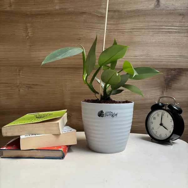 Philodendron_Hastum_Silver,_With_White_Decor_Pot