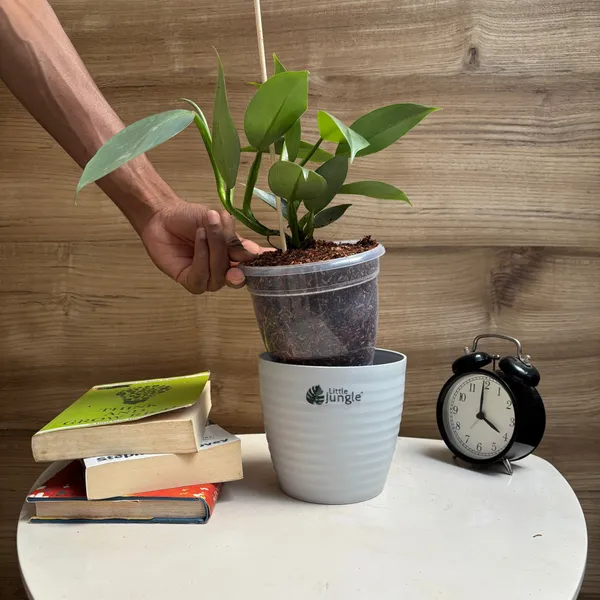 Philodendron_Hastum_Silver,_With_White_Decor_Pot