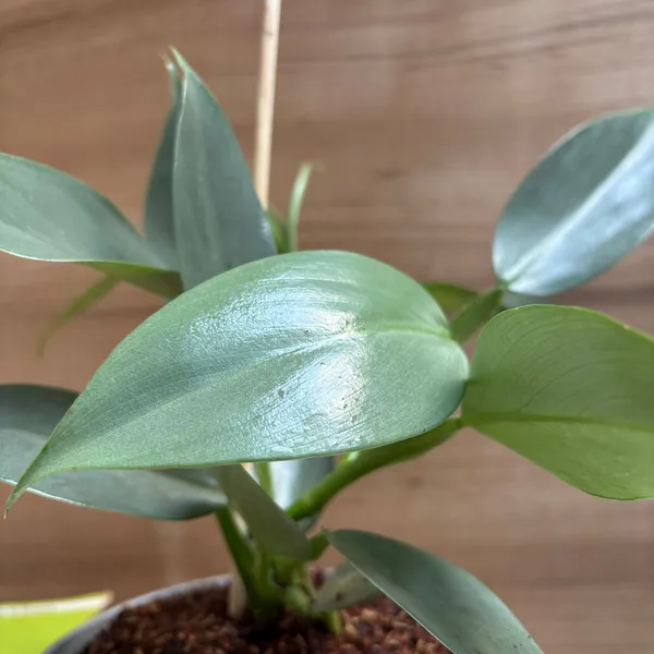 Philodendron_Hastum_Silver,_With_White_Decor_Pot