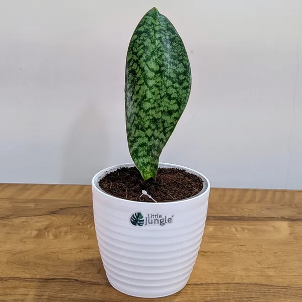 Sansevieria_Whale_Fin,_With_White_Decor_Pot