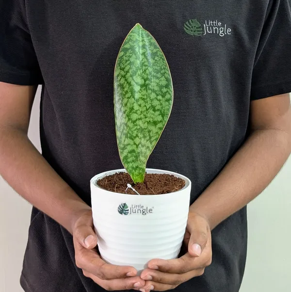 Sansevieria_Whale_Fin,_With_White_Decor_Pot