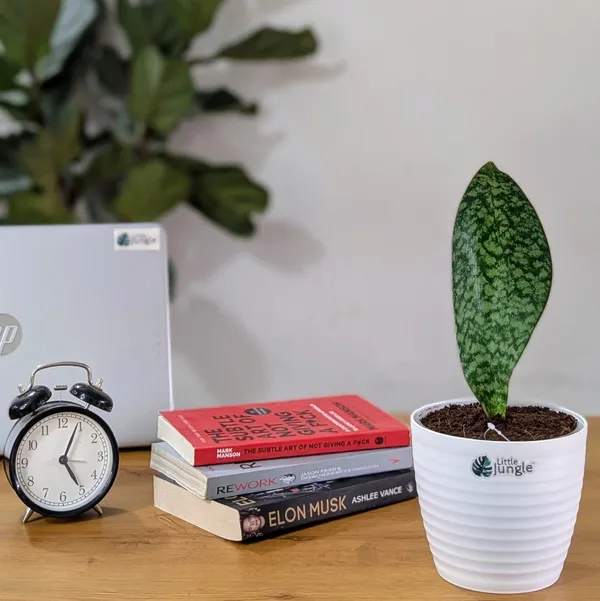 Sansevieria_Whale_Fin,_With_White_Decor_Pot