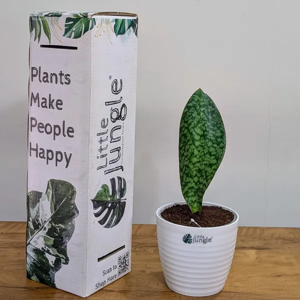 Sansevieria_Whale_Fin,_With_White_Decor_Pot