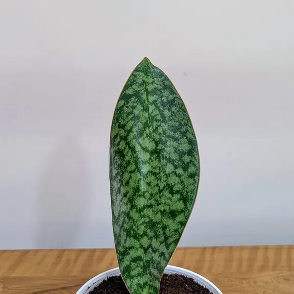 Sansevieria_Whale_Fin,_With_White_Decor_Pot
