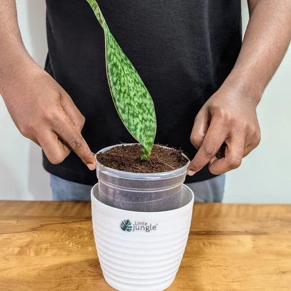 Sansevieria_Whale_Fin,_With_White_Decor_Pot