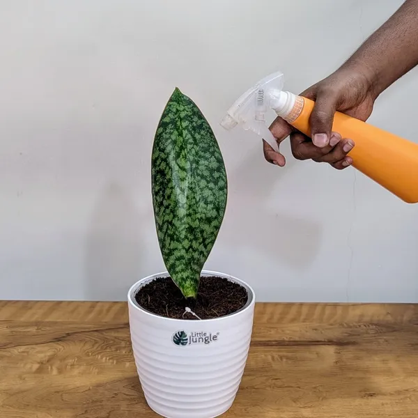 Sansevieria_Whale_Fin,_With_White_Decor_Pot