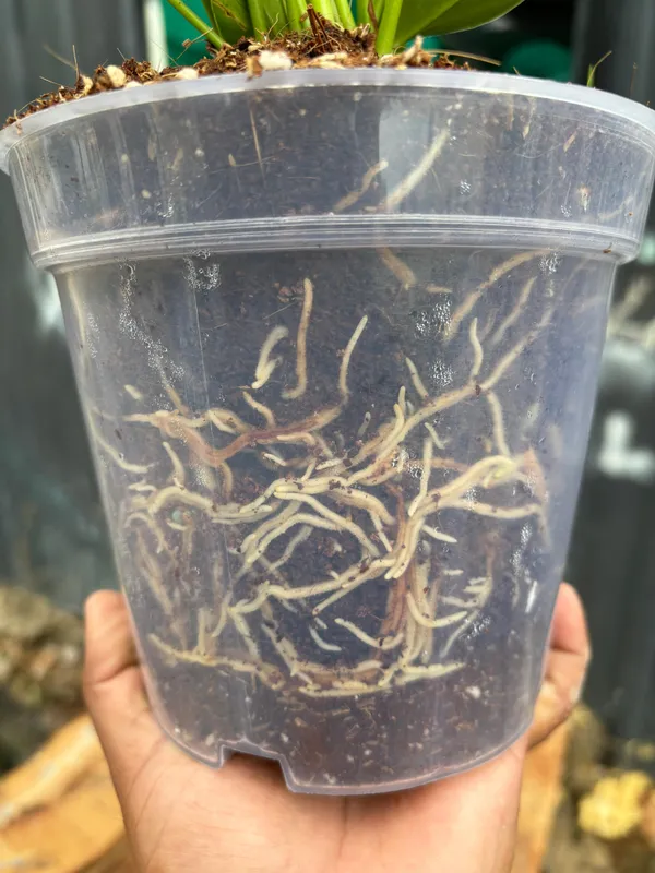 4.5_Inches_Transperant_Pots_(_Pack_Of_10)_For_Root_&_Water_Monitoring