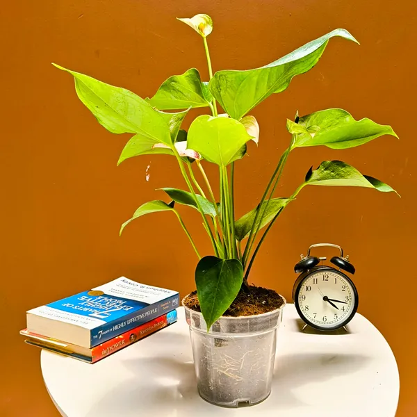 4.5_Inches_Transperant_Pots_(_Pack_Of_10)_For_Root_&_Water_Monitoring