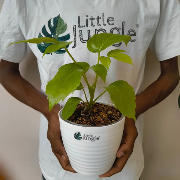 Schefflera_Golden_Amate,_With_White_Decor_Pot
