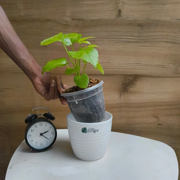 Schefflera_Golden_Amate,_With_White_Decor_Pot