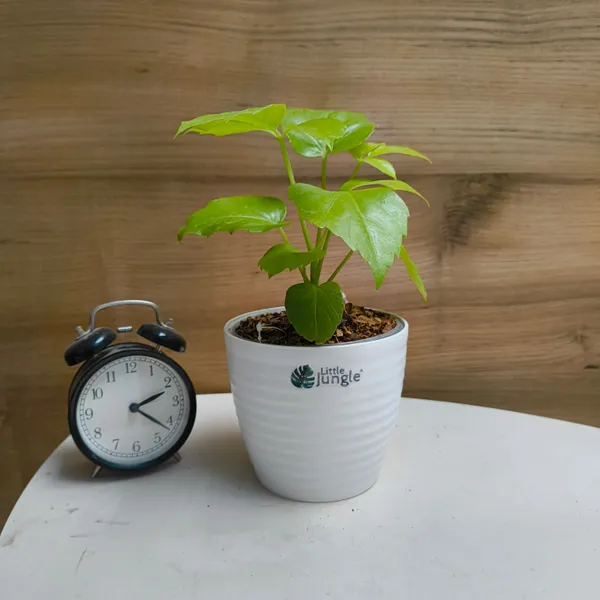 Schefflera_Golden_Amate,_With_White_Decor_Pot