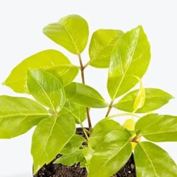 Schefflera_Golden_Amate,_With_White_Decor_Pot