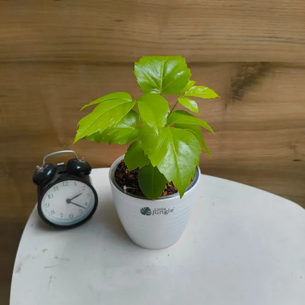 Schefflera_Golden_Amate,_With_White_Decor_Pot