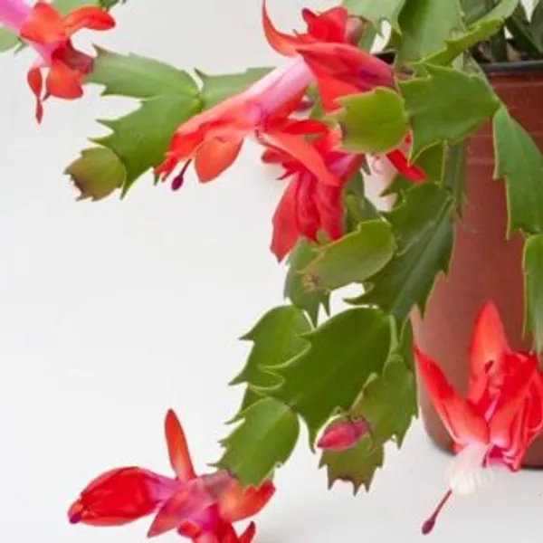 Christmas_Cactus,_With_White_Decor_Pot