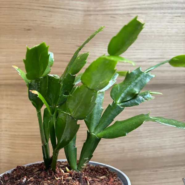 Christmas_Cactus,_With_White_Decor_Pot