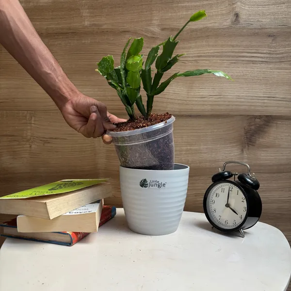 Christmas_Cactus,_With_White_Decor_Pot
