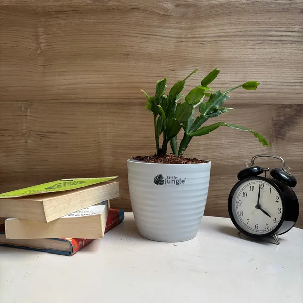 Christmas_Cactus,_With_White_Decor_Pot