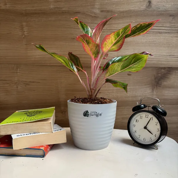 Aglonema_Pink_Lipstick,_With_White_Decor_Pot